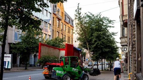 V Rigi posadili skoraj petdeset dreves za ozelenitev zgodovinskega centra