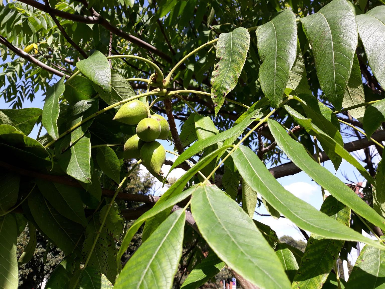 Ligikaudu meetripikkuste liitlehtedega mandžuuria pähklipuud leidub meie haljastuses, aga harva. 