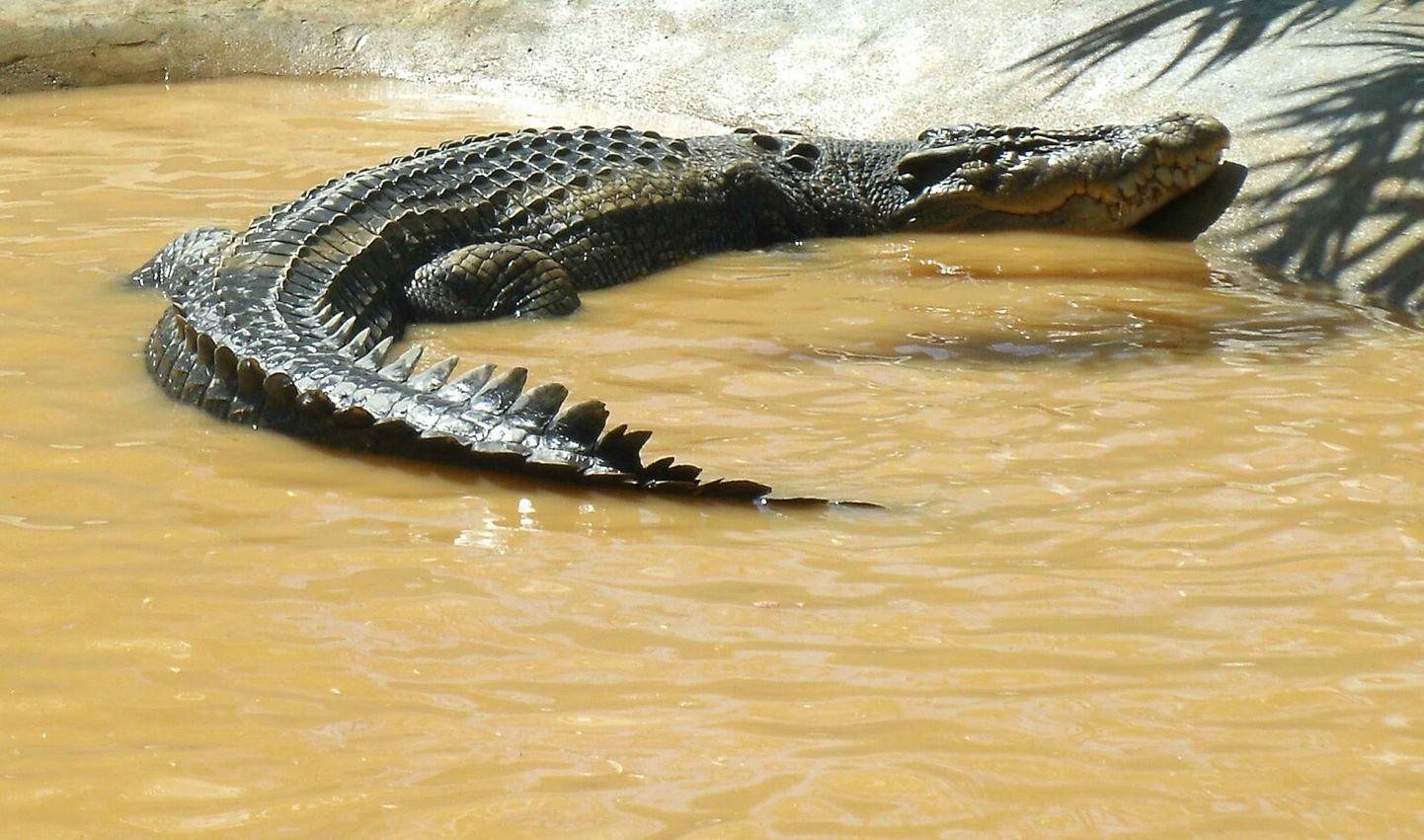 Krokodill
