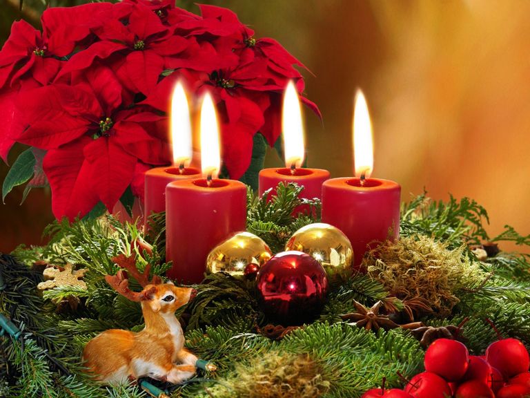 Пуансеттия – традиционное украшение дома в период Рождества и Нового года – содержит токсины, опасные для жизни кошек.