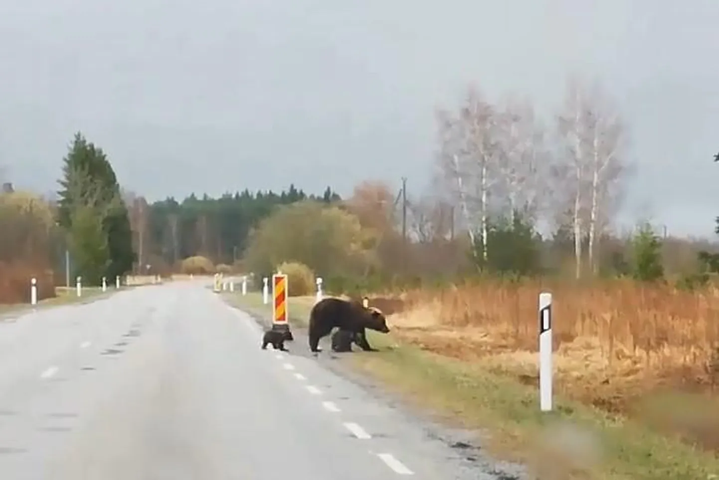 Mesikäppi on liikvel palju ja näib, et nende kohtumised inimestegagi sagenevad. Kuvatõmmis pärineb videost, mille Pärnu Postimehe lugeja saatis toimetusele sel kevadel.
