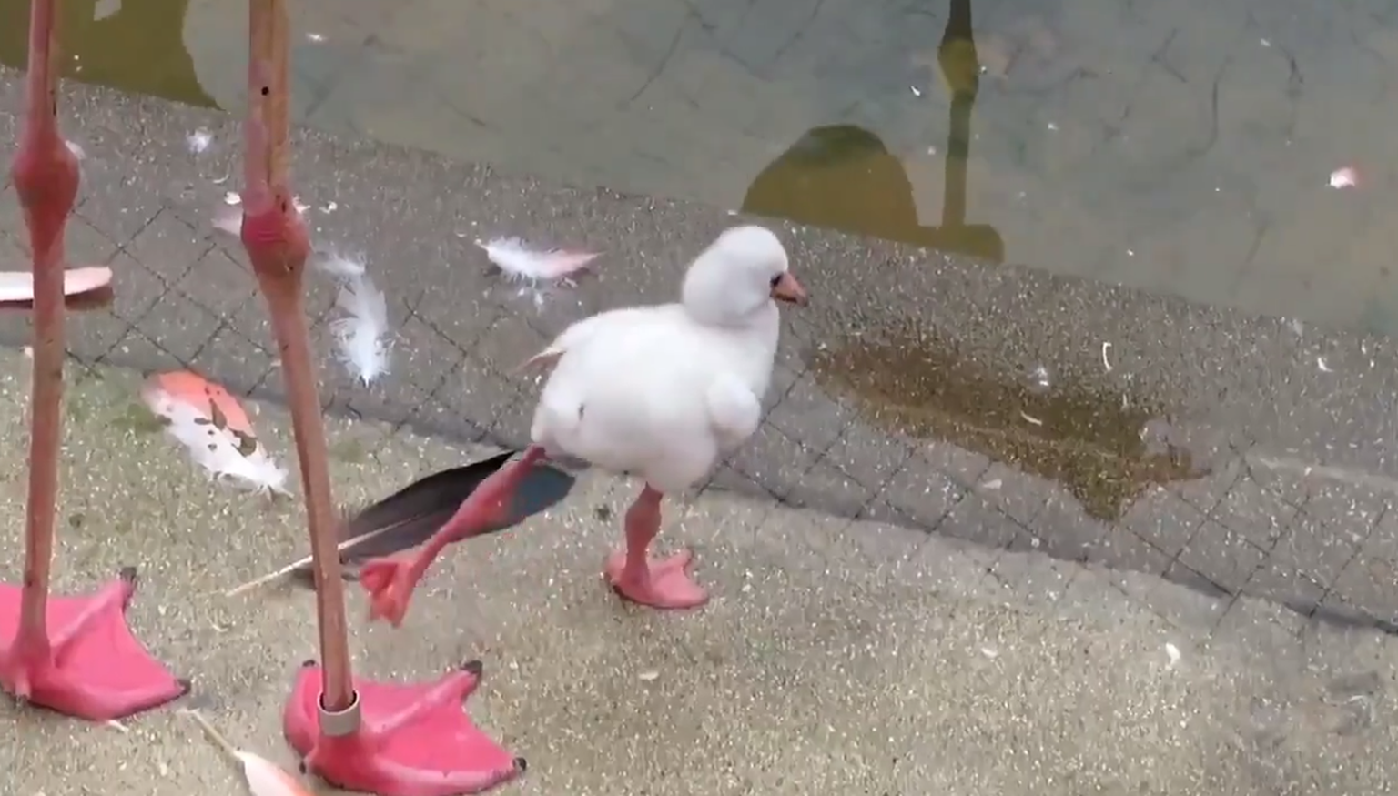 Ühel jalal seismist harjutav flamingo.