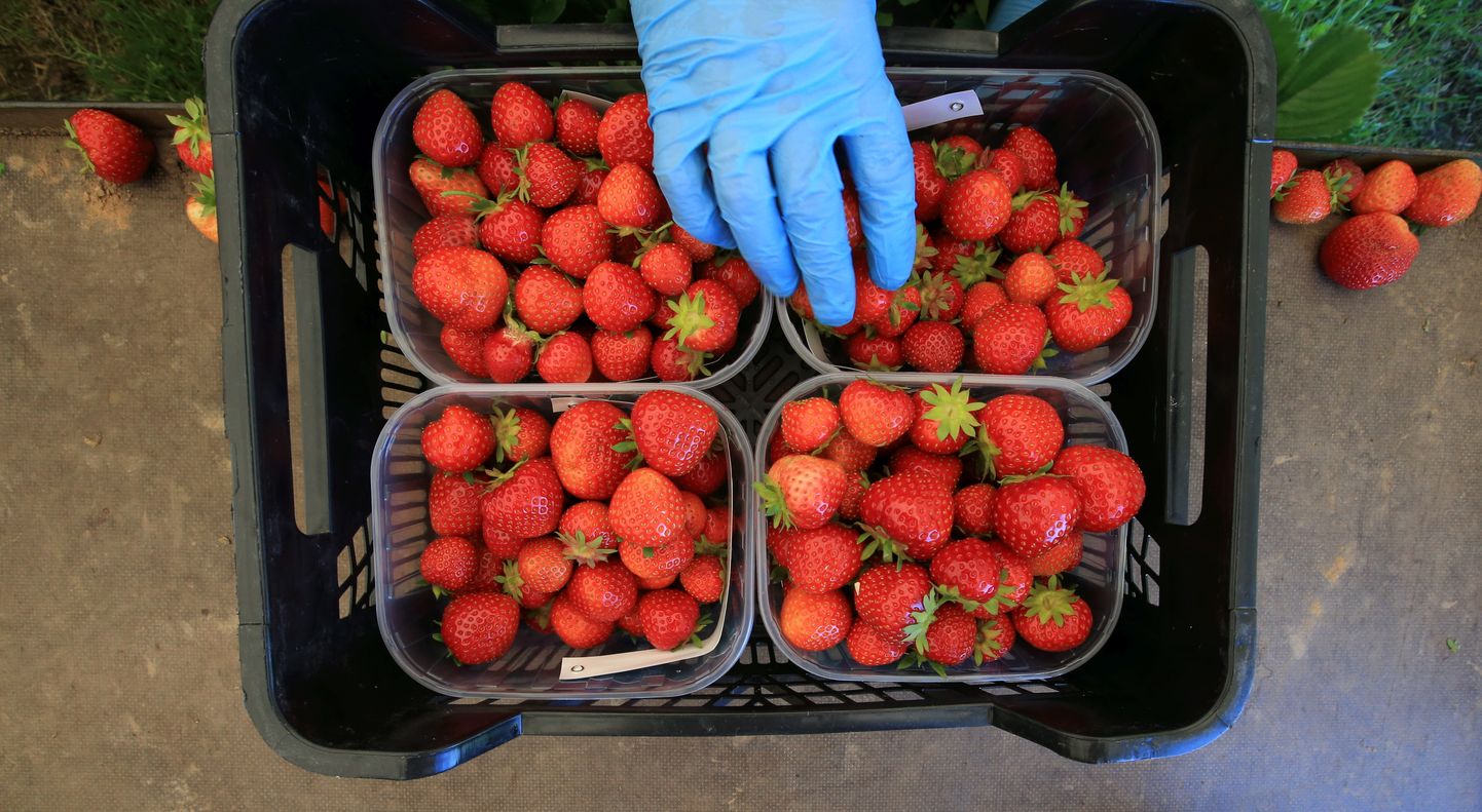 Laari talu maasikad. Pilt on illustratiivne.