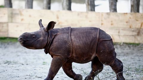 ВИДЕО ⟩ Ученые-зоологи ликуют: во французском зоопарке появился на свет индийский носорог