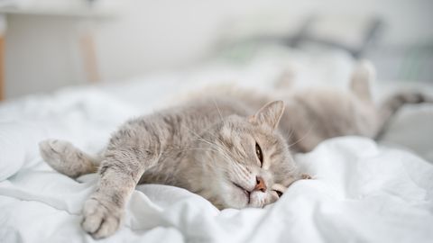 Loomaarst vastab: miks kass voodisse häda teeb?