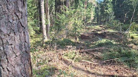 Keskkonnaametnikud kohtasid Järvamaal pättmetsamehi