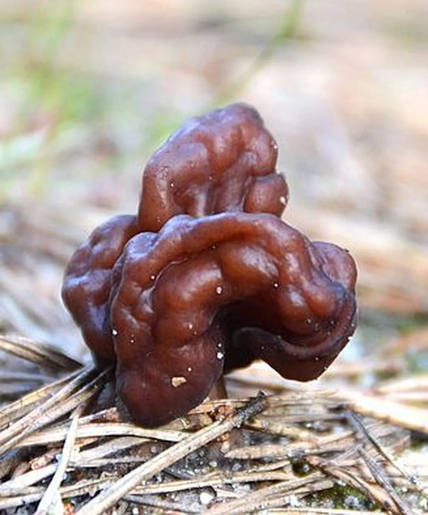 Kevadkogrits Aegnal