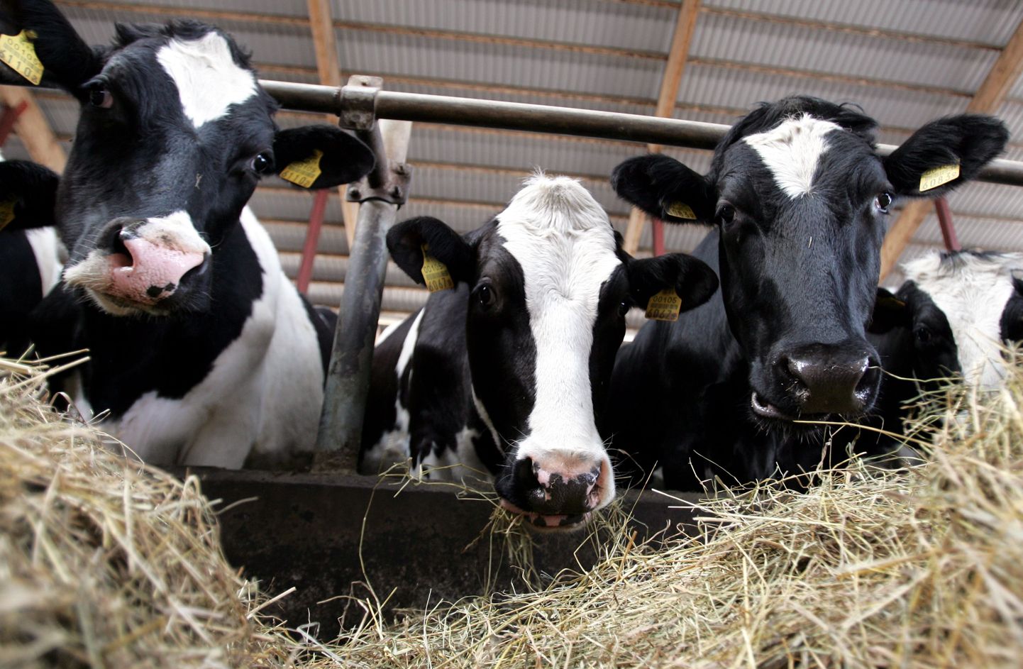 Erakorralise abi taga on kriis piimandussektoris, mis on juba oluliselt vähendanud Eesti piimakarja hulka.
