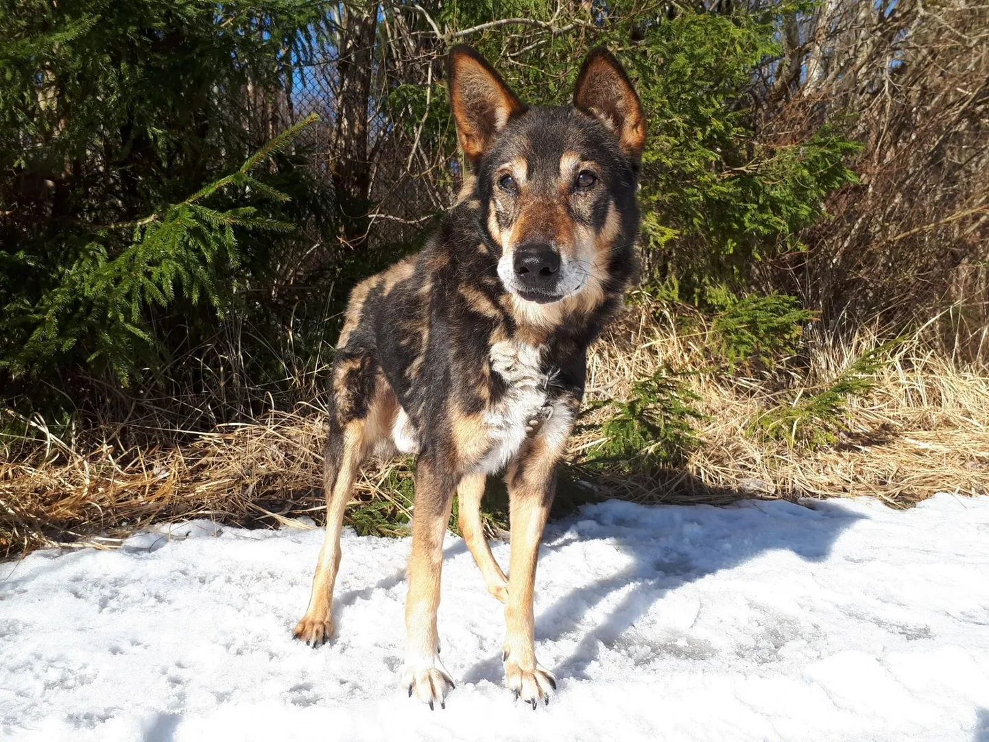 Märtsi alguses läbi järvejää vajunud koer on kosunud ja tahab koju peremehe juurde.