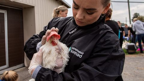 Спасательная операция в одном из крупнейших курятников Эстонии: почти две сотни цыплят обрели новую жизнь