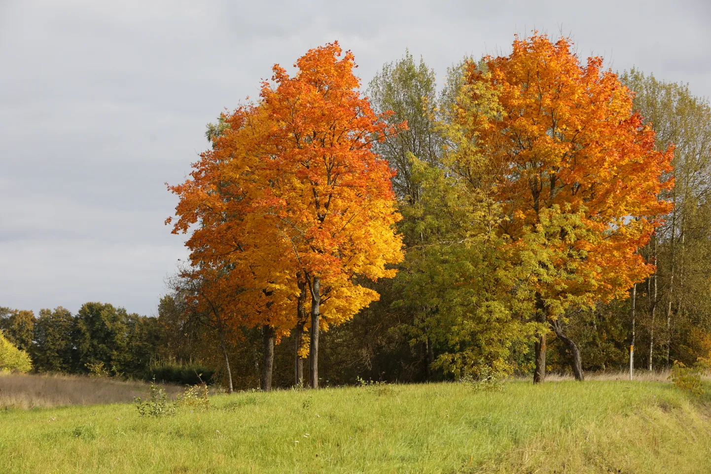 Rudens ainava.