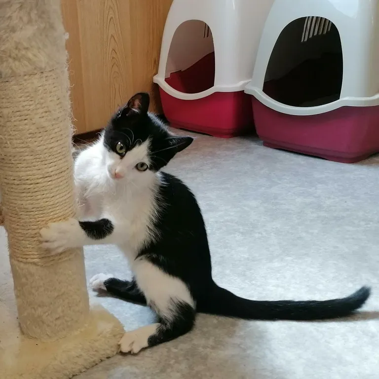 Ludwig on julge ja mänguhimuline kassipoeg.