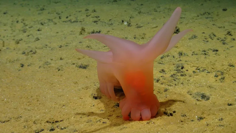Üks ekspeditsioonil avastatud liikidest oli roosa meresiga ehk "Barbie Sea Pig", nagu seda inglise keeles kutsutakse. Oma nime sai ta roosa värvi ja väikeste jalgade tõttu.