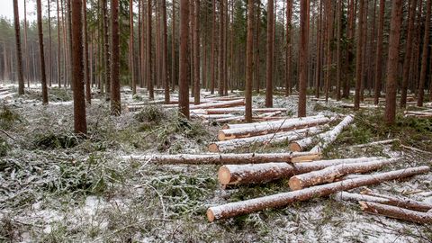 Mõttekoda ⟩ Igor Taro: metsasektori andmed muutuvad digitaalseteks, avalikeks ning kõigile jälgitavateks