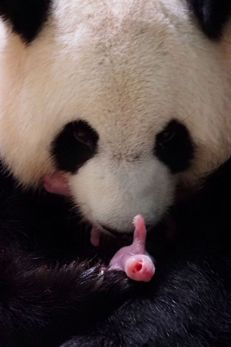 Panda nimi Huan Huan tähendab hiina keeles "õnnelik", koos vastsündinud beebidega.