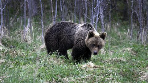 Kaks Viljandimaa nuhtluskaru said ajapikendust