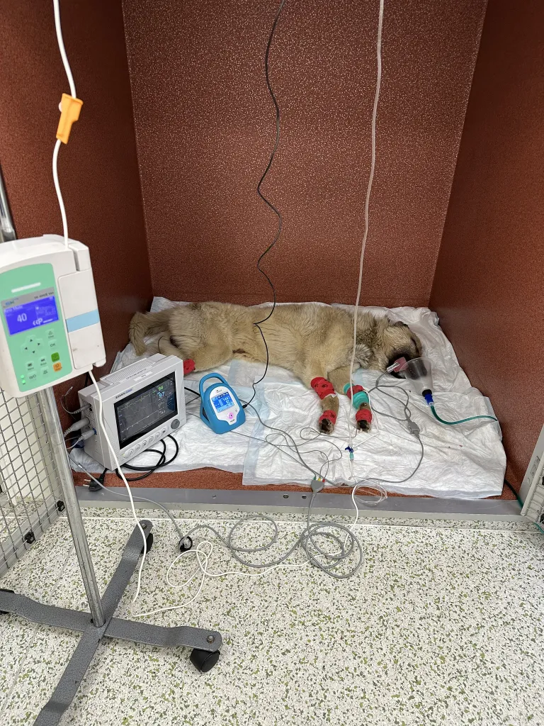 Koerake PetCity kliinikus väga kriitilises seisundis
