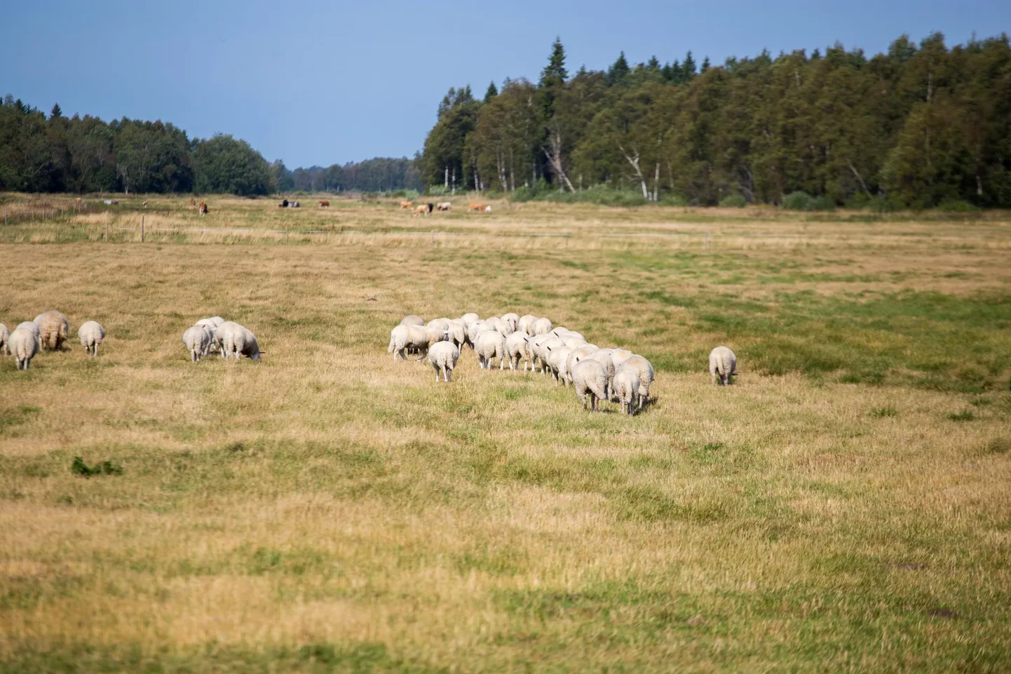 Ülemääraselt värvika sõnavaraga on osalt sama lugu nagu poisiga, kes karjus asjata «Hunt karjas!», tüütas külarahva ära ja…