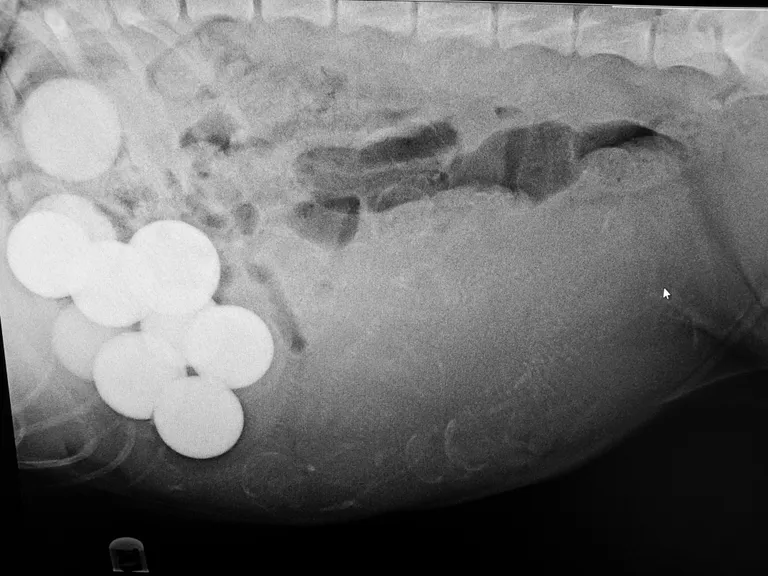 Selle labradori kõhust leiti golfipalle. Foto: Veterinary Practice News / Caters News