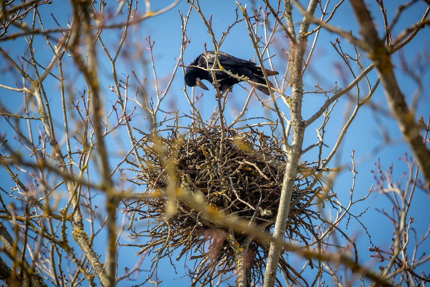 Pesitsev vares Kuressaares Koerapargis.
