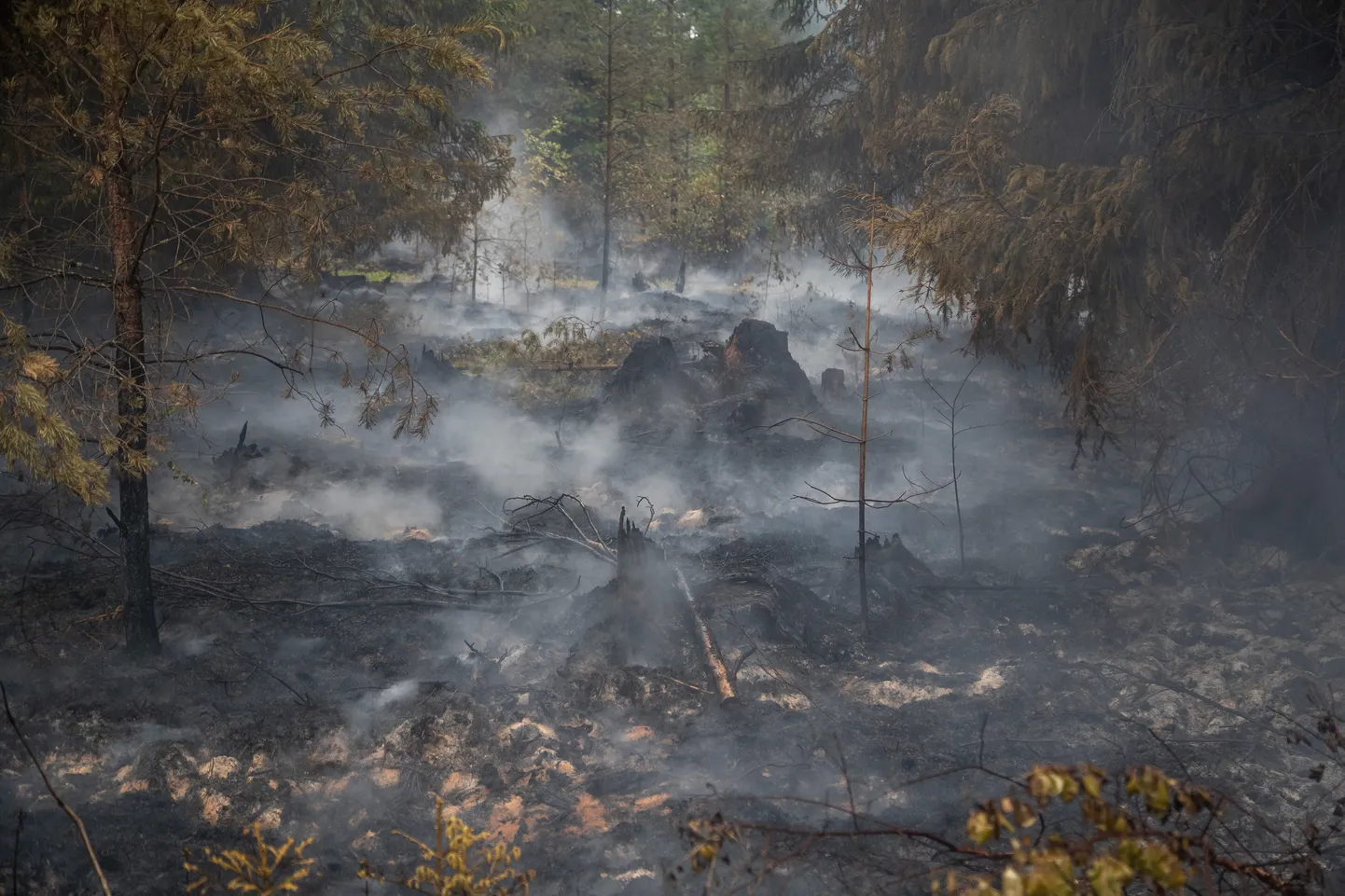 Metsatulekahju Vikipalus