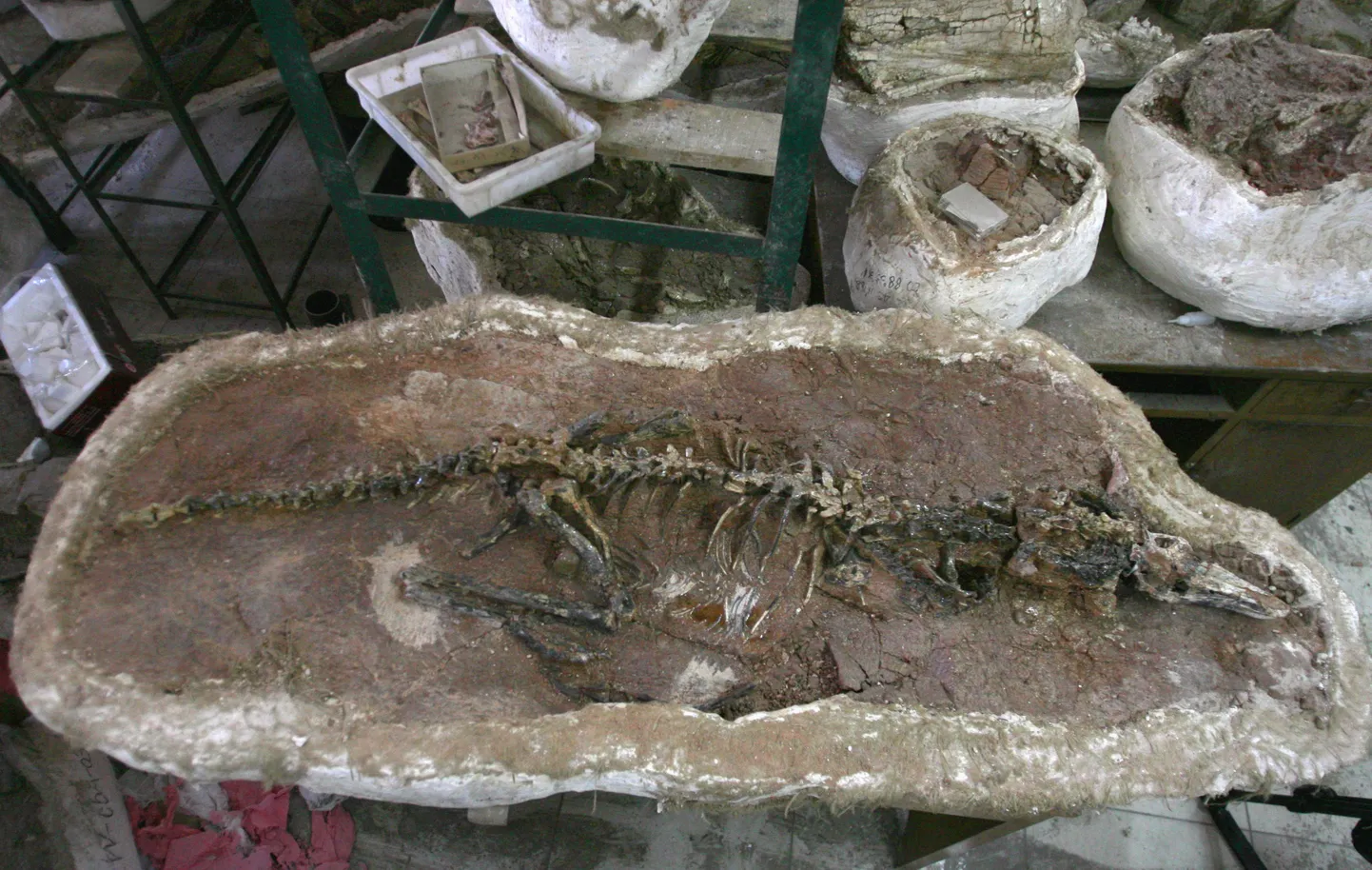 Haplocheirus sollers