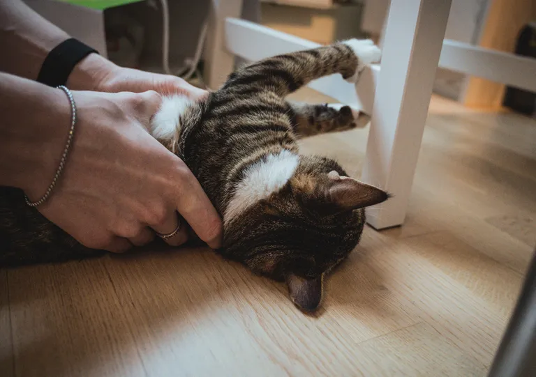 Käpik on noor ja väga mänguhimuline lemmik.