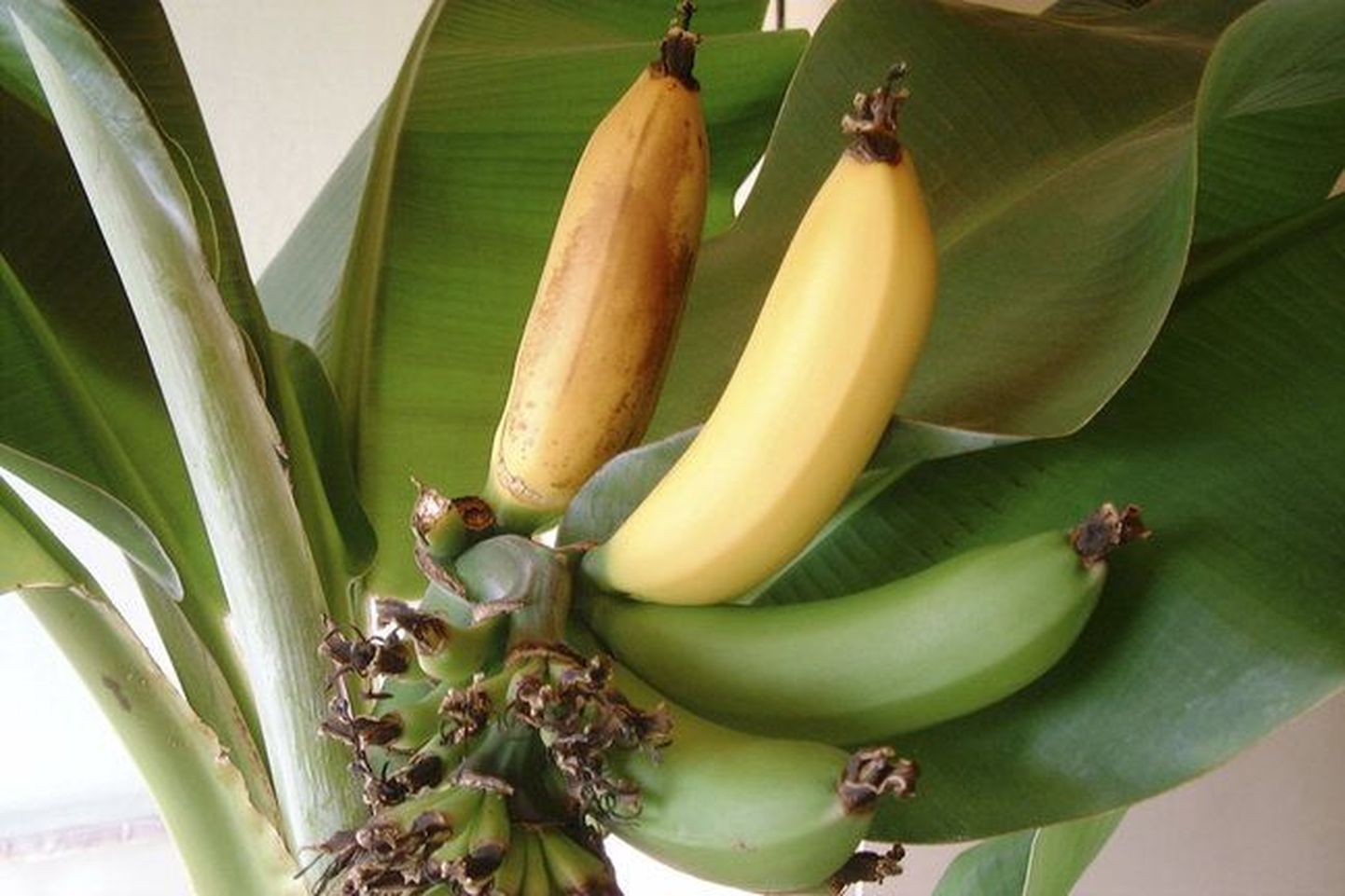 Бананы, выращенные в домашних условиях.