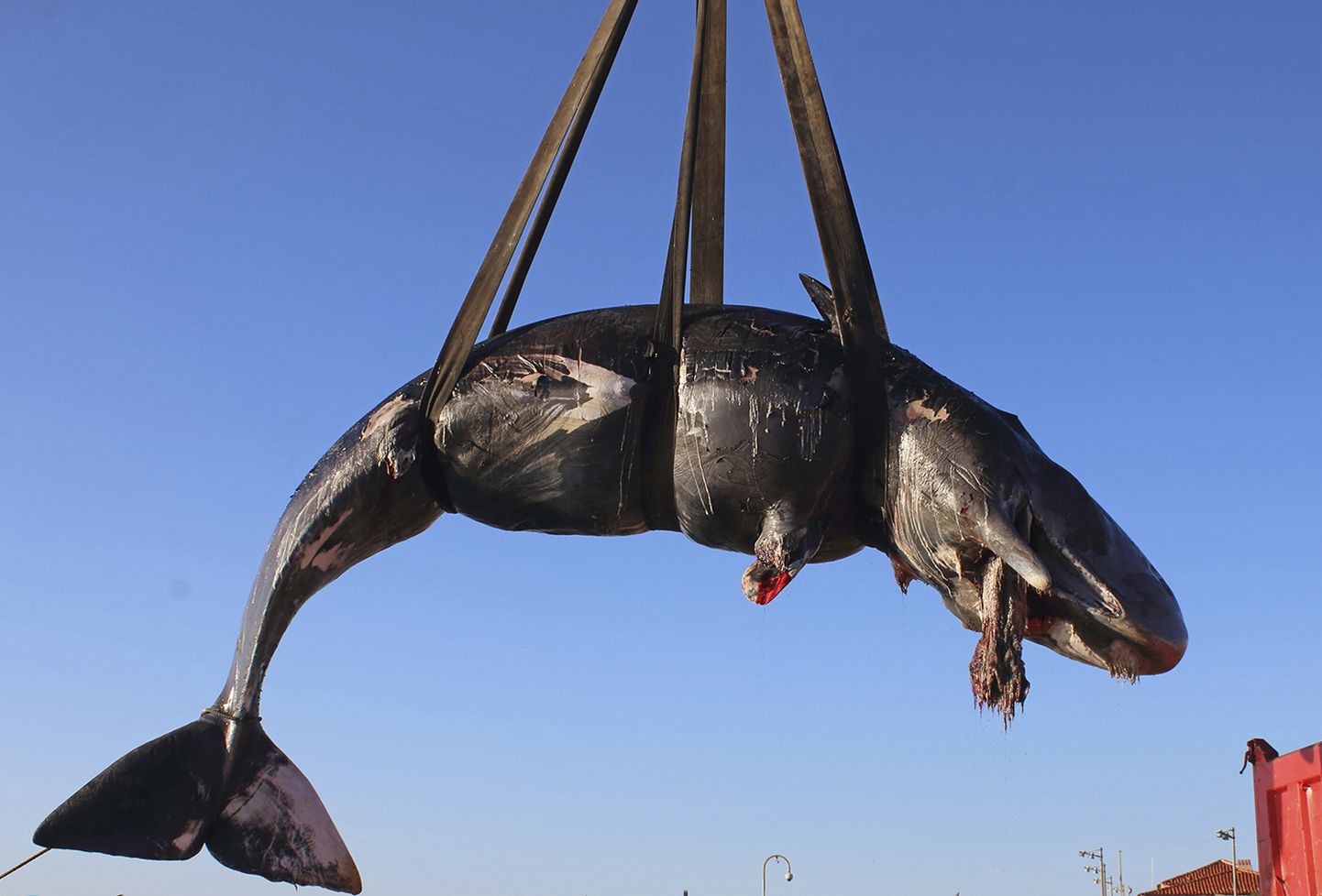 Sardiinia rannikult surnuna leitud kašelott, kelle kõhus oli 22 kilo plasti.