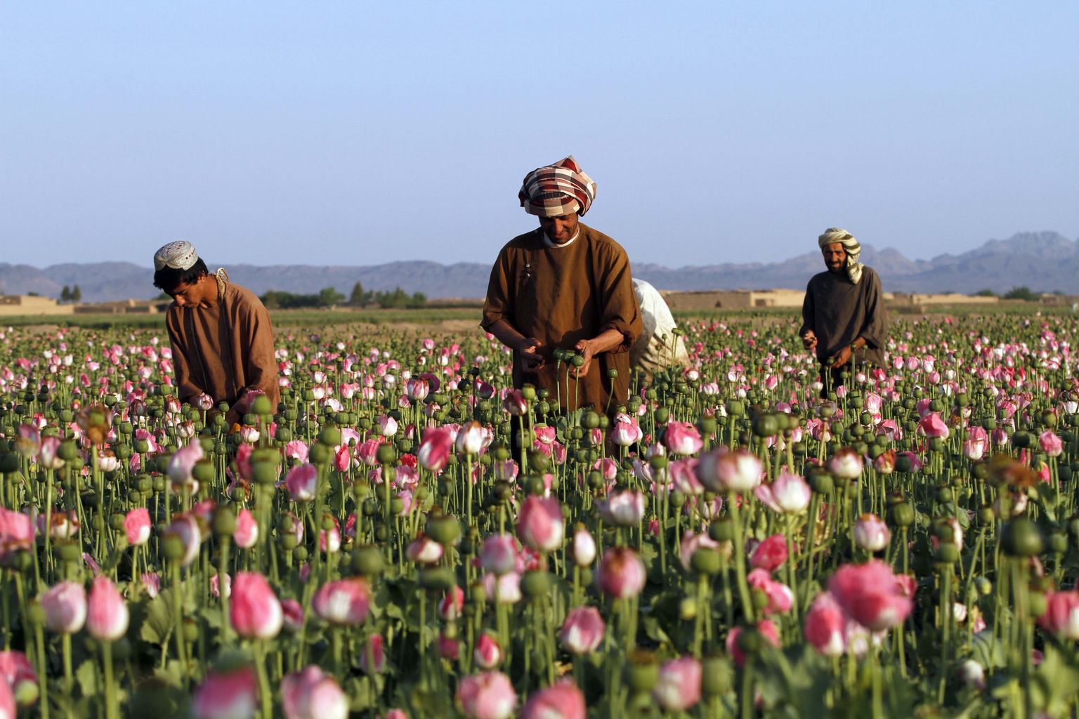 Põlluharijad Afganistani Kandahari provintsis oopiumimooni korjamas.