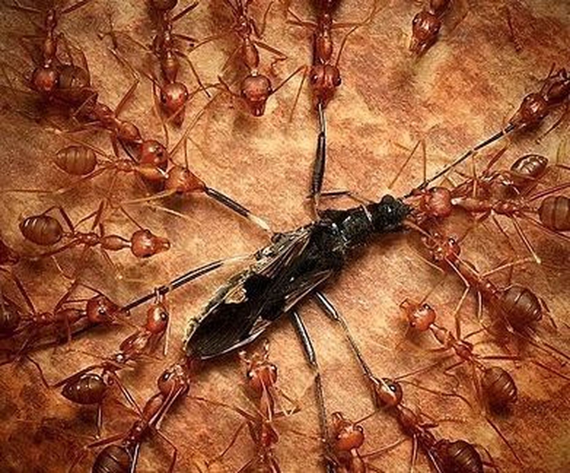 Looduse julmad mängud – kuidas sipelgad kärbse tükeldasid