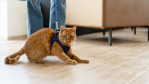 VAATA VIDEOT ⟩ Jalutuskäik lemmikuga võttis ootamatu pöörde: kohale kutsuti päästjad