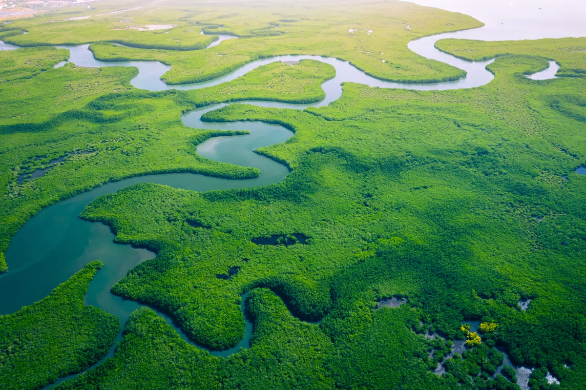 Gambia mangroovid.