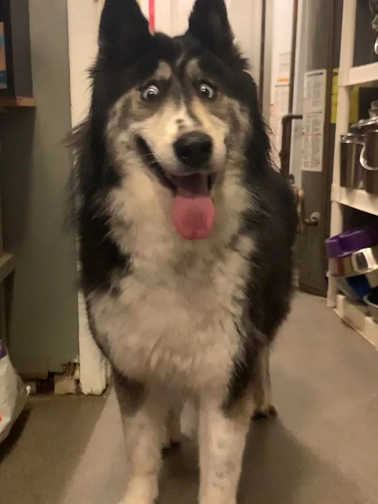 Husky nimega Jubilee