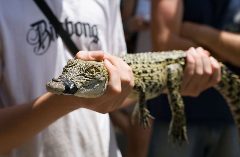 Turist hoidmas krokodilli / Scanpix