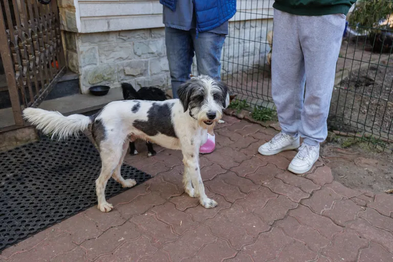 Тарасу около года, он приехал в Эстонию из Узбекистана. Отлично подойдет для дома, потому что не линяет.