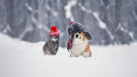 Käpajäljed värskes lumes: kuidas muuta lemmiku esimene talv maagiliseks