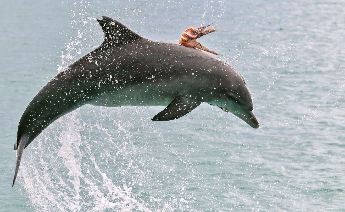 Kaheksajalg üritab delfiini lõugade vahelt pääseda. Foto: Jodie Lowe