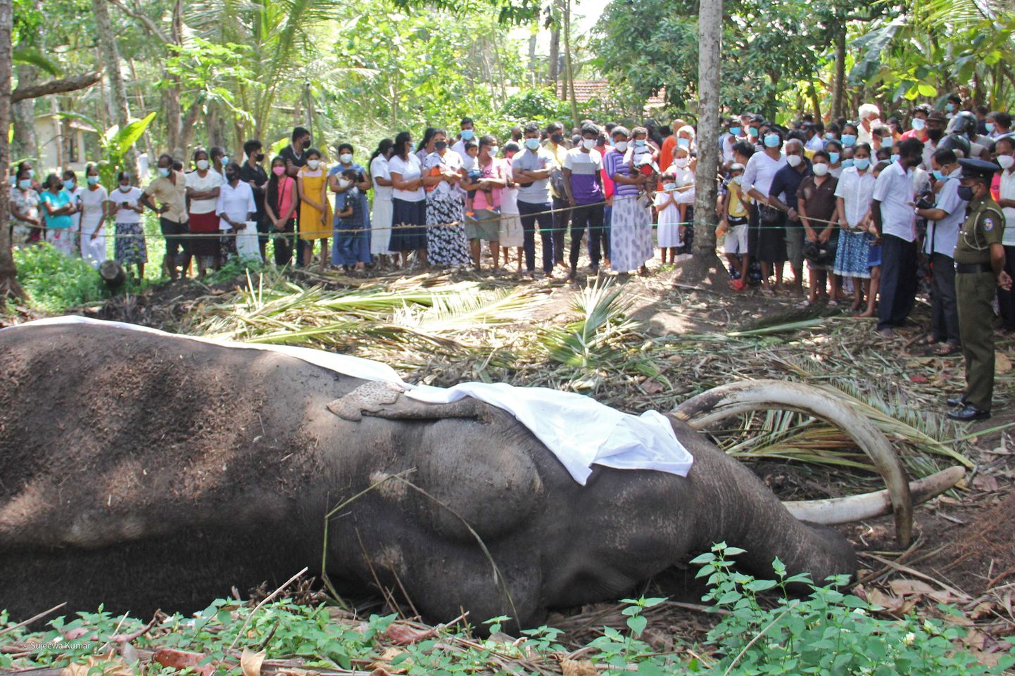 Inimesed leinamas 68-aastasena surnud Sri Lanka kõige pühamat elevanti.