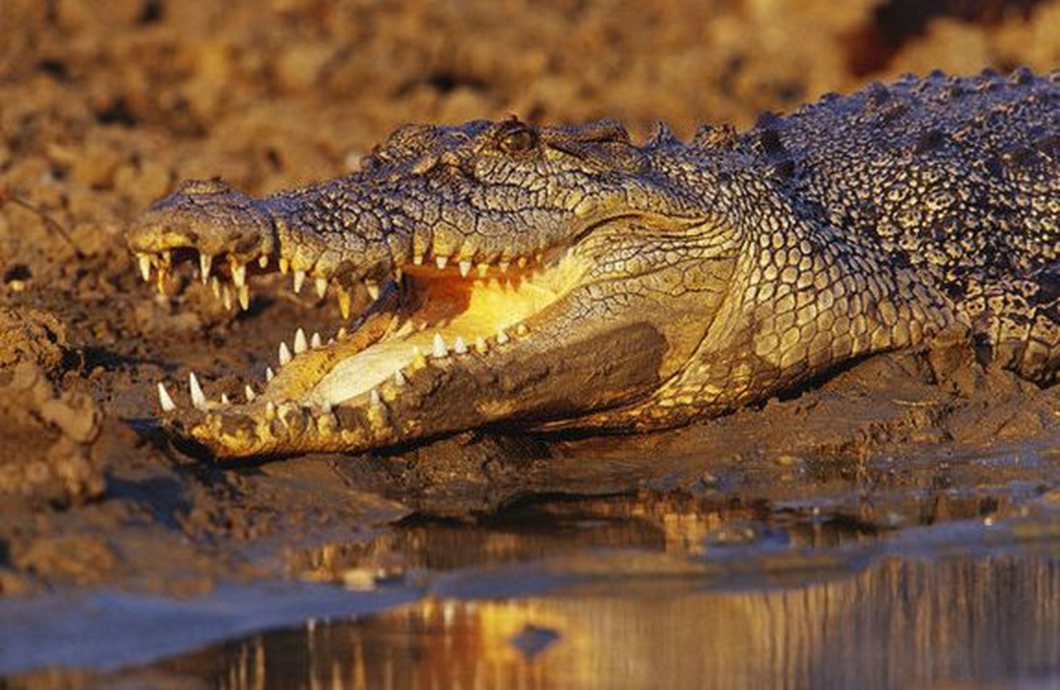 гребнистый крокодил. австралийский узкоротый крокодил. австралийский узкорылый крокодил. австралийский пресноводный крокодил. морской гребнистый крокодил.