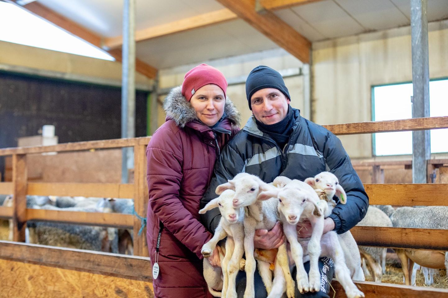 Annemari Polikarpus ja Denis Pretto on lammaste kunstliku viljastamise tulemusega rahul.