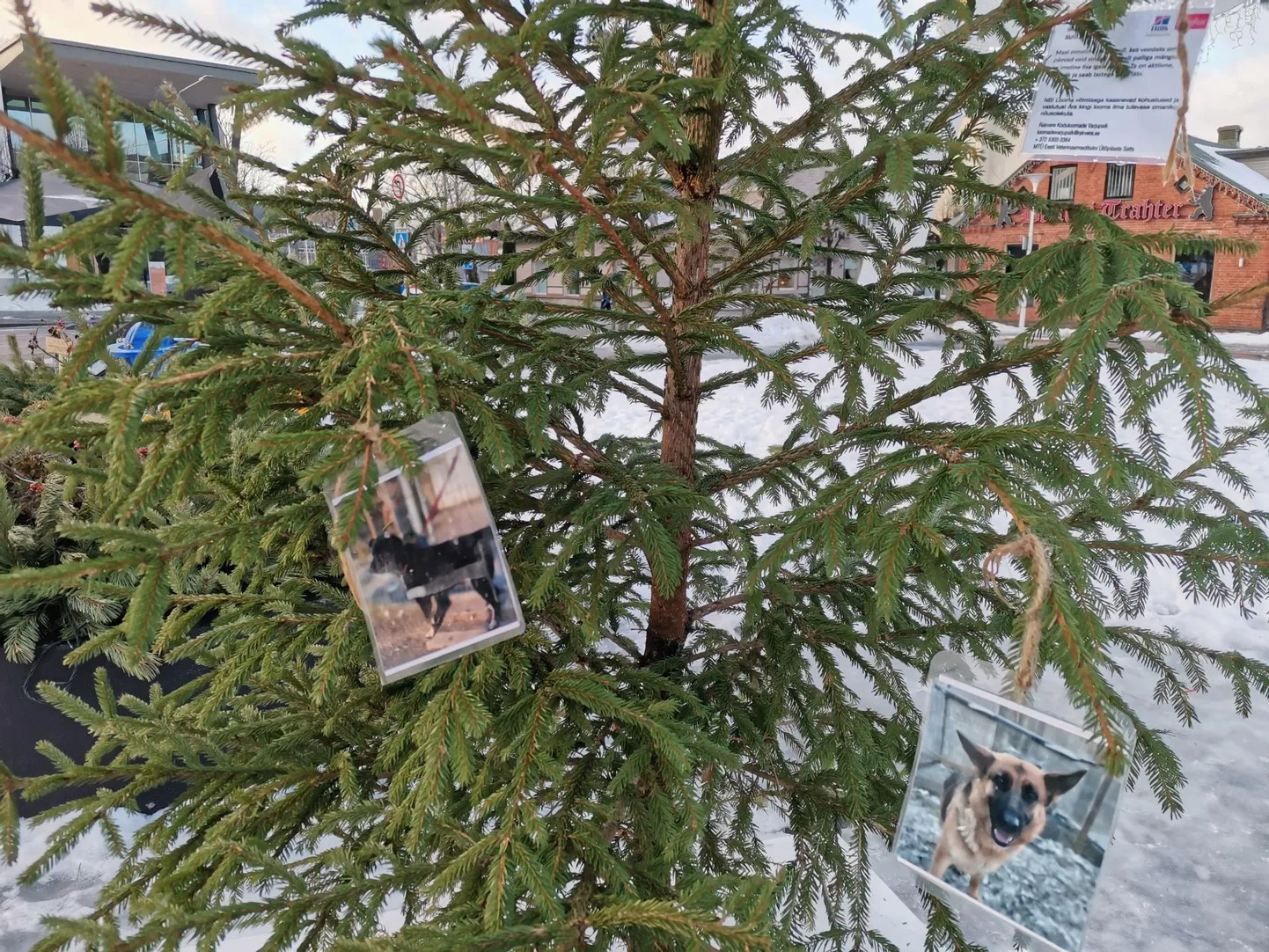 Kodutute loomade piltidega jõulupuu Rakvere Keskväljakul.