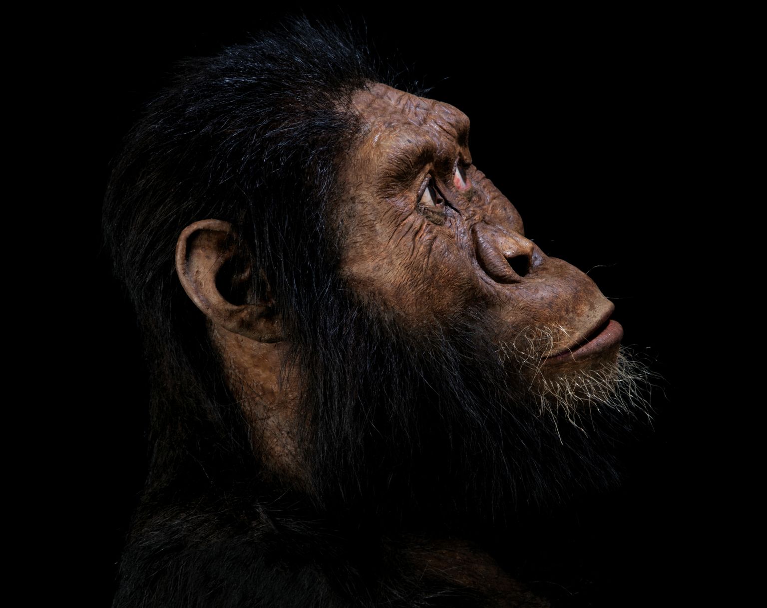 3,8 miljonus gadu vecs cilvēka sencis - “australopithecus anamensis”