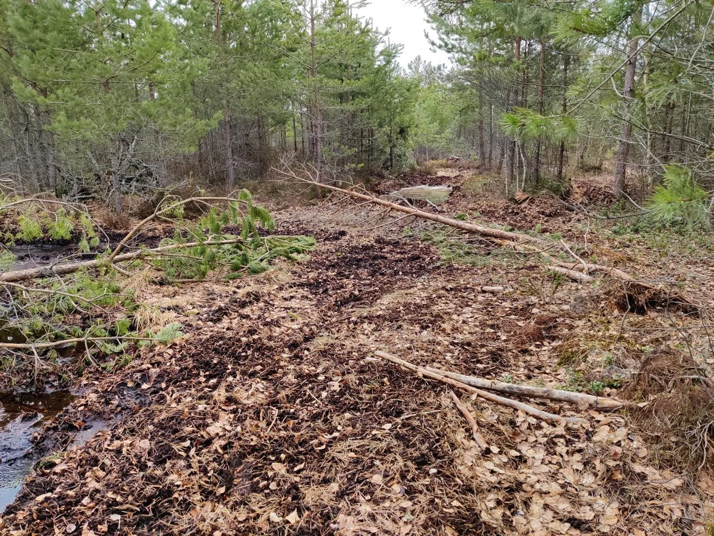 Männiku raba Rätsepa järve ääres.