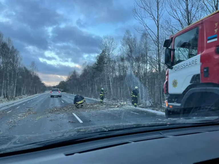 Langenud puud Kuningustes. Lugeja foto