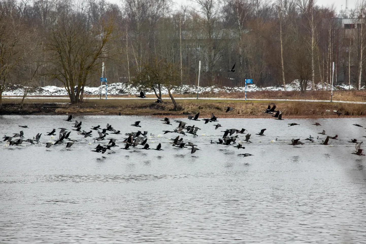 Kohus lähtus õiguskaitse mitteandmisel sellest, et  munade õlitamine on kormoranide arvukuse piiramiseks kõige vähem häiriv meetod.