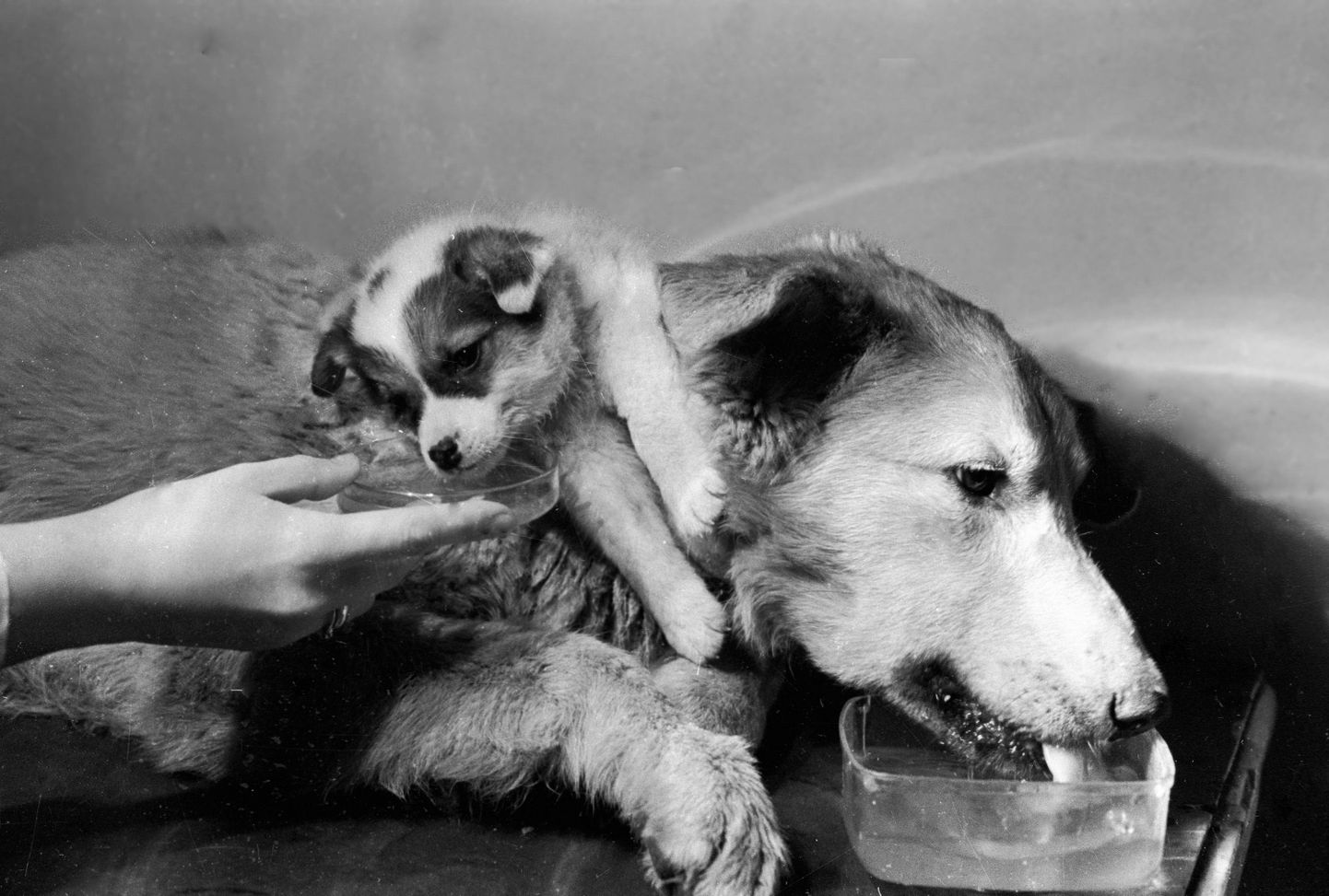 Vladimir Demikhov siirdas 1950ndatel noore koera keha ülemise osa teise koera õlgadele. Kahe peaga koera mõlemad pead liigutasid, nägid ja isegi lakkusid vett.