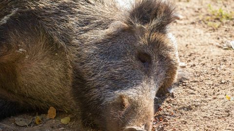 Lääne-Virumaa kütiti drooni abil taas metssiga