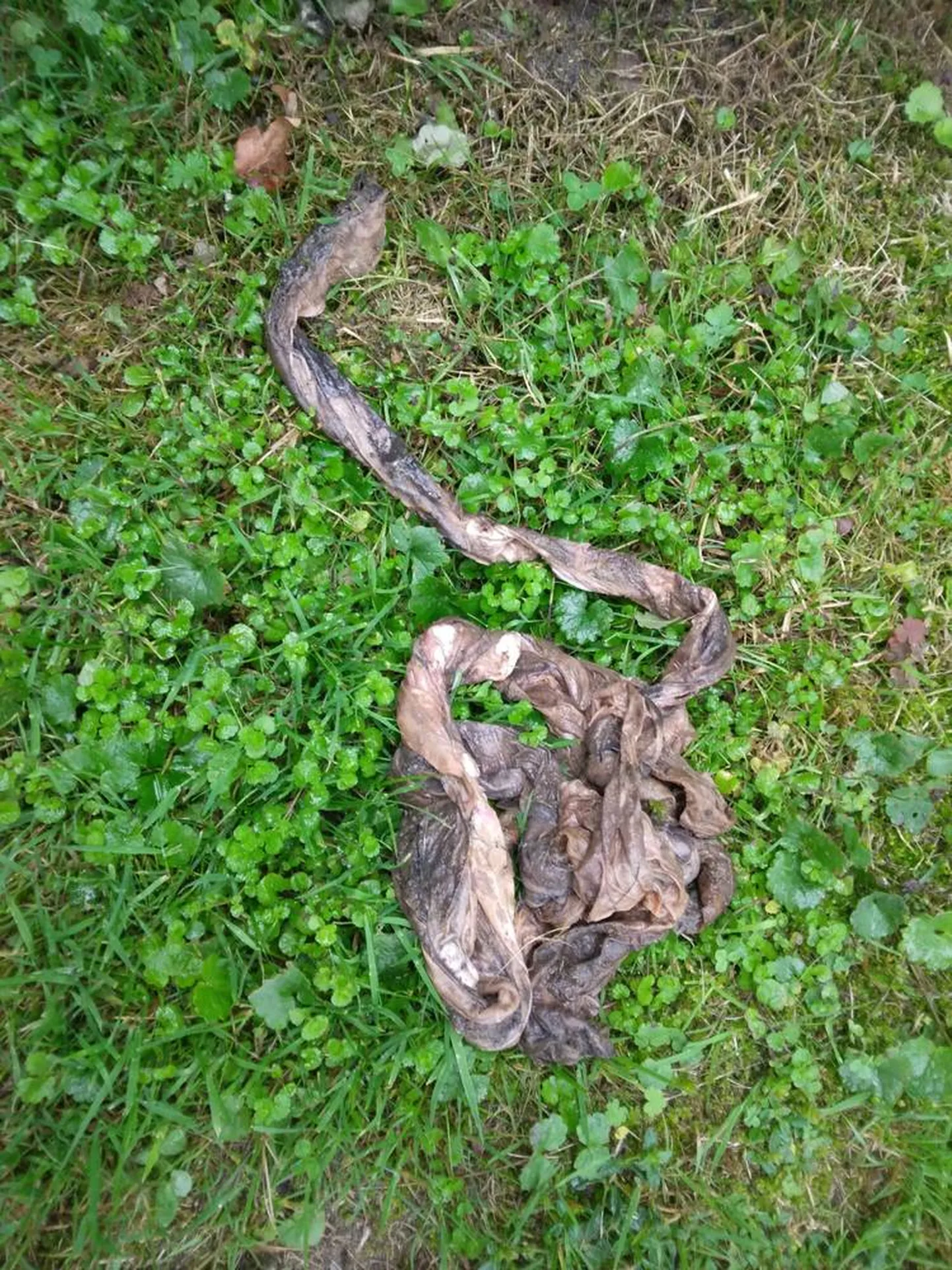 Raksta foto