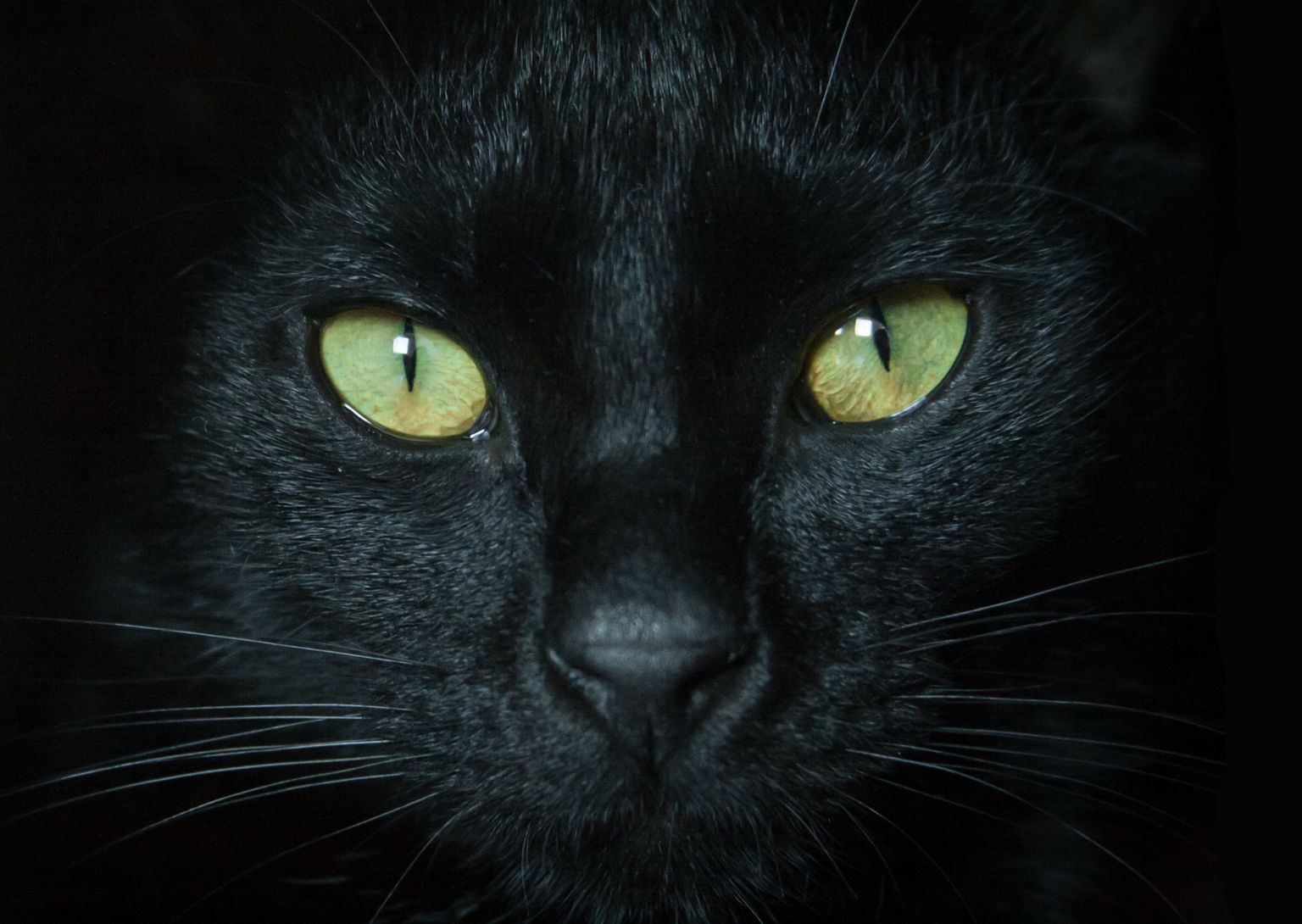 Melns kaķis
